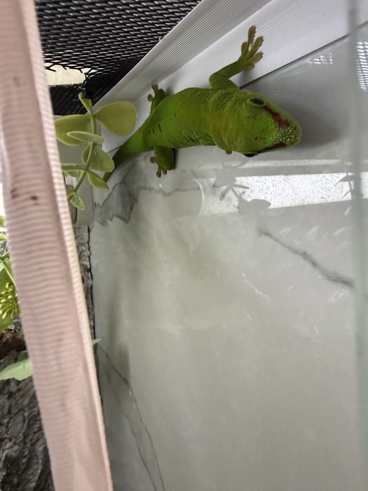 Геккон фельзума(с терариумом)