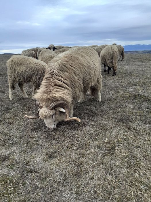 De vânzare 2 oi reforme și un berbec tânăr