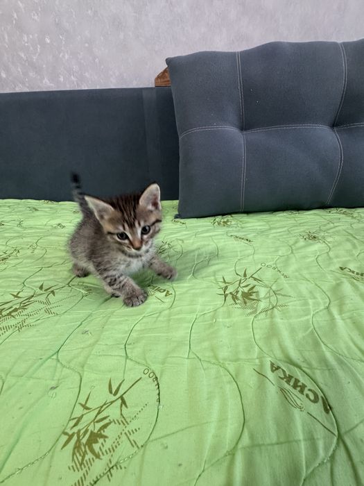 Отдам котят в добрые руки