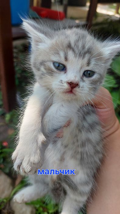Котята ищут  дом