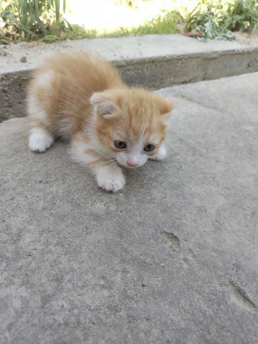 Mushuk bolasi sotiladi. Scottish fold