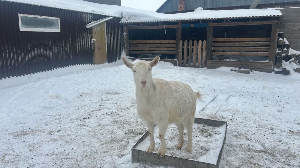 Продаются козы. Находимся п.Караоткель.