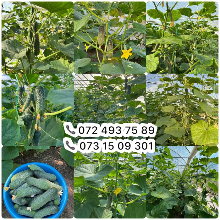 Rasad legume de vanzare! Calitate garantata! Direct de la producator