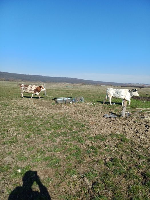 Vaci metis belgian gestante