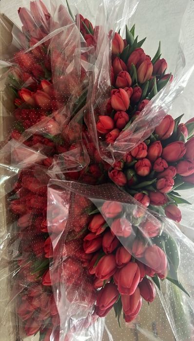 Свежие Тюльпаны 300 тг