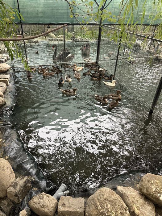 Vând rățuște exotice