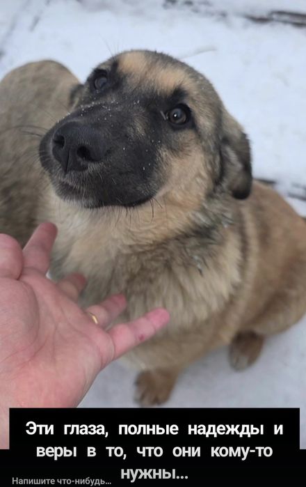 Щенки в добрые руки