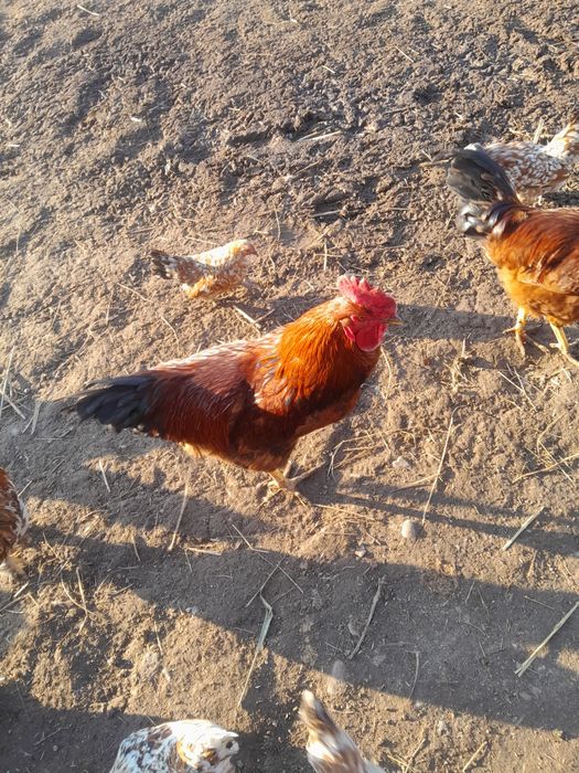 Продаются петухи