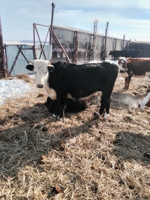 Продам тёлок 2 года