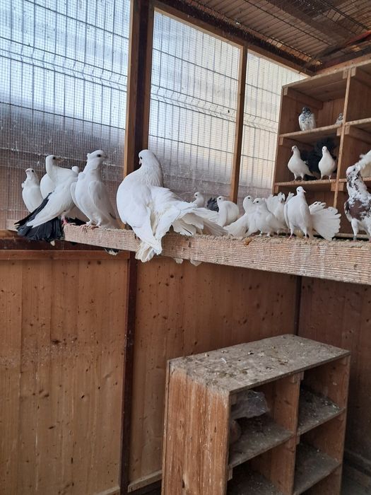 Vând Porumbei de rasă Fauri Albi