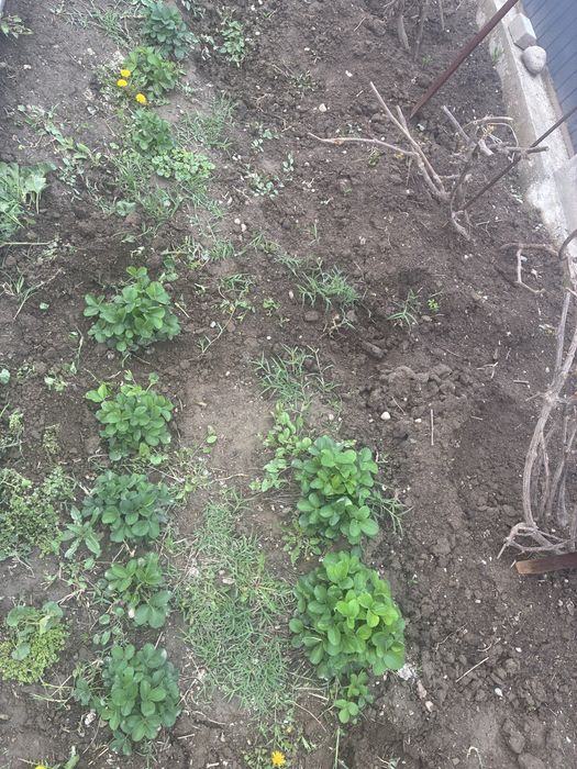 Продам саженцы клубники