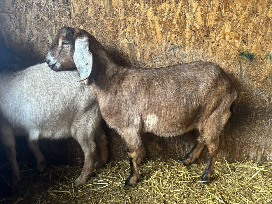 Vând capră Anglo-nubiană la prima fătare
