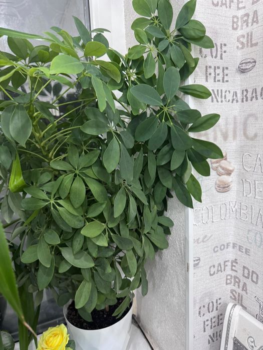 Продам домашние цветы