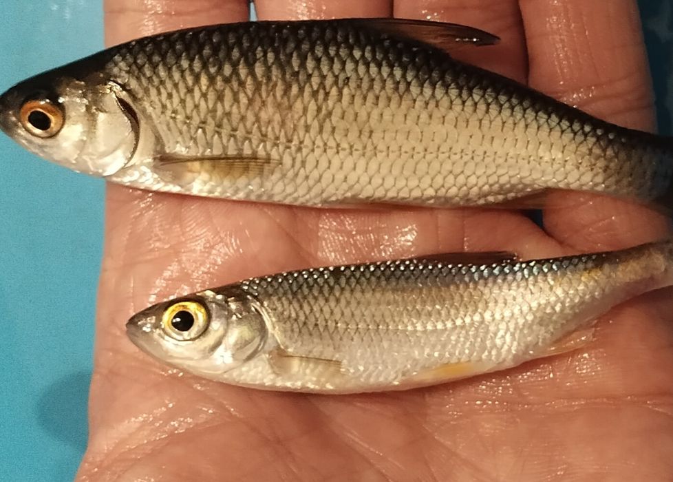 Малек живец для рыбалки