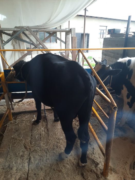 Быки проды ангус и местные