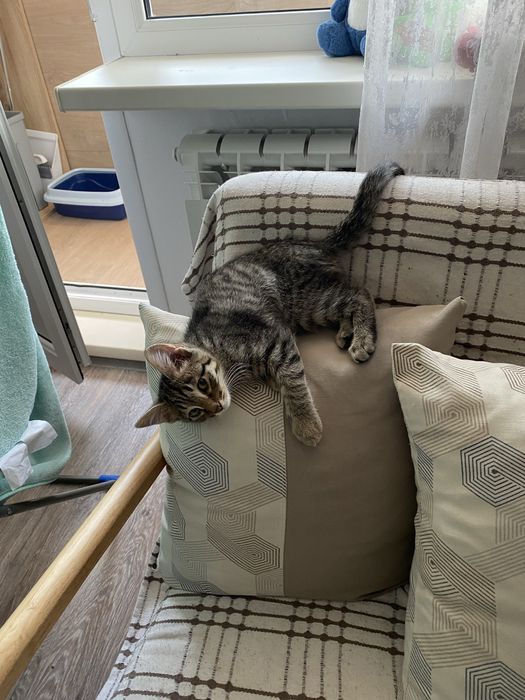 Отдам котят бесплатно