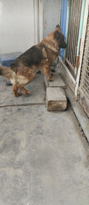 Продам немецкую овчарку