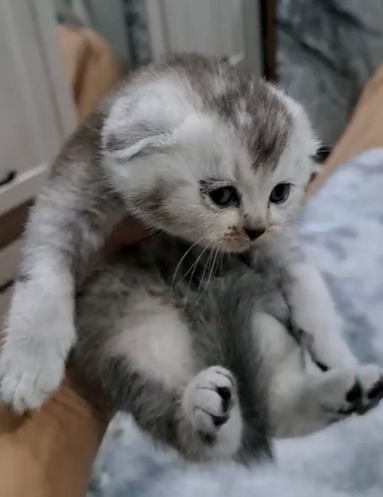 Прелестные котята