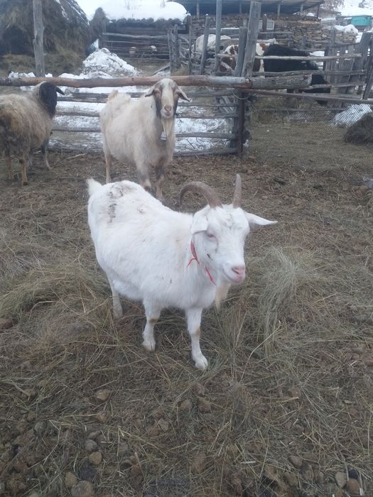 Продам дойных коз