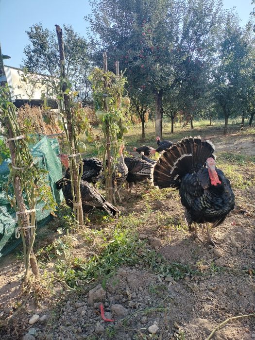 Vând pui de   curcă  de țară de anul acesta preț 180 lei fixx