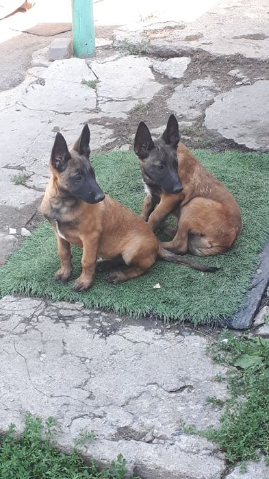 Продам щенков бельгийская  овчарка