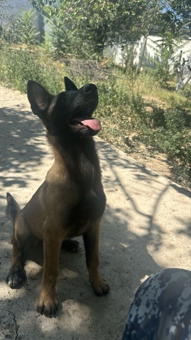 Продам Шенока Малинуа