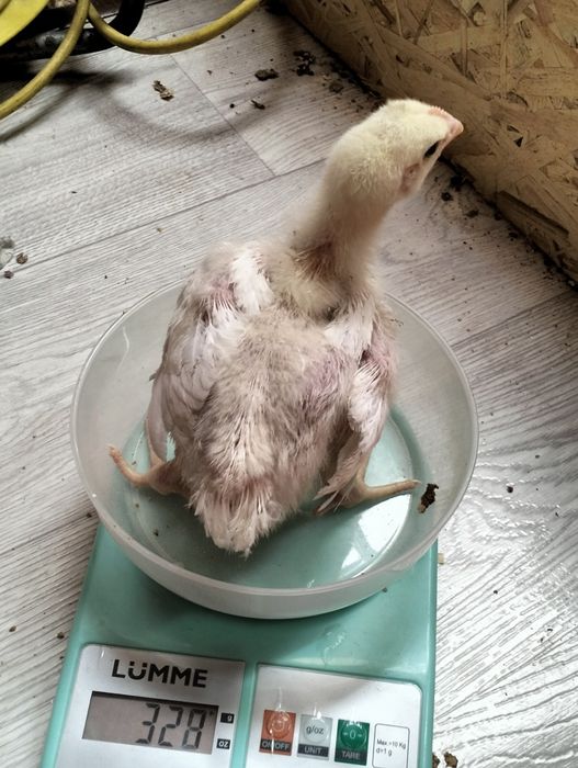 Цыплята бройлеры Росс 308