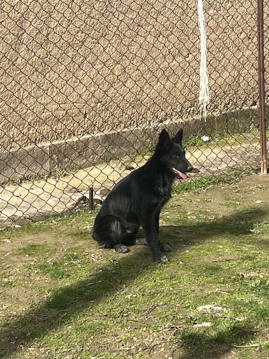 Немецкий овчарка