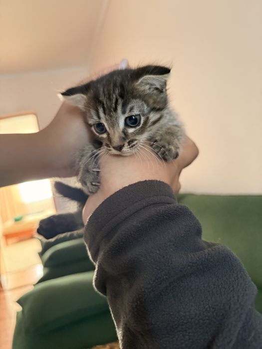 Отдам Котят  Девочки