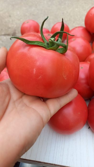 Продам домашние помидор