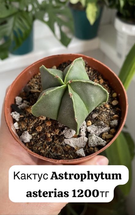 Комнатные растения