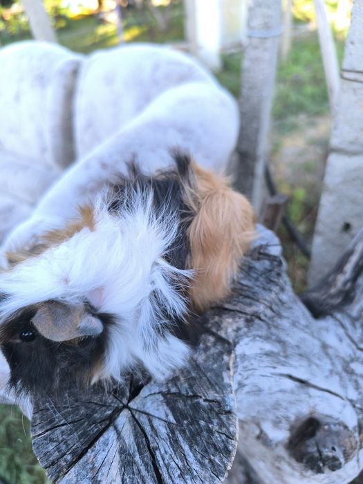 Малки морски свинчета