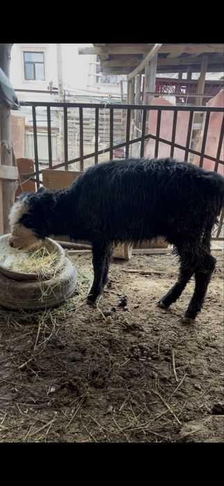 Ұрғашы баспақ сатылады