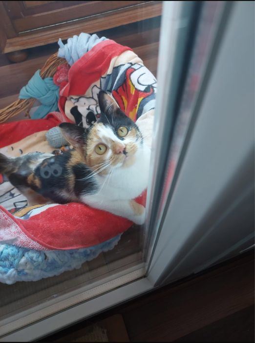 Pisica Calico pentru adoptie