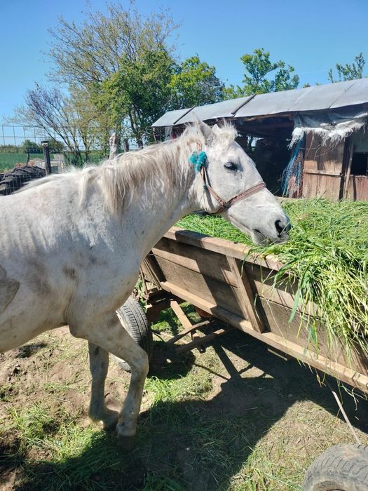 Vand cal ,are 12 ani