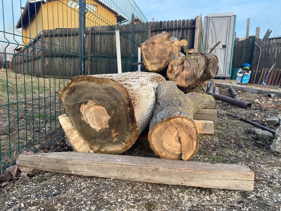 Vând trunchi de nuc