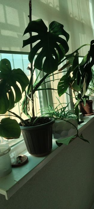 Домашние растения