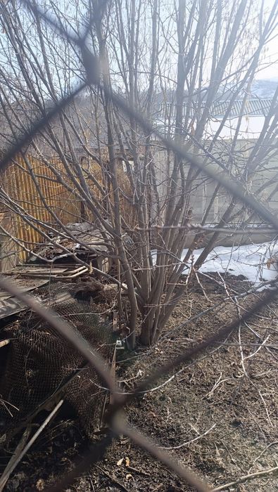 Фундук ореховое дерево