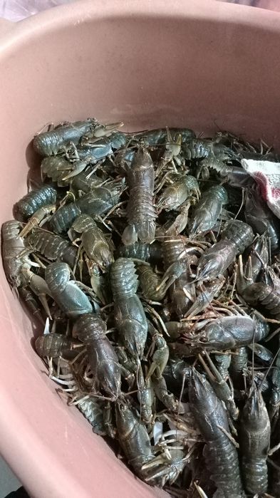 Раки  раки  раки