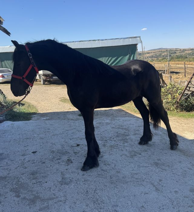 Manz Friesian / Frizian