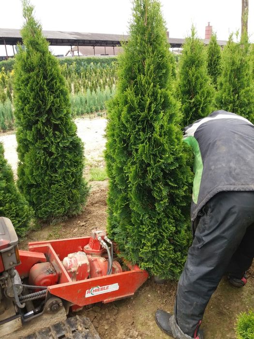 Tuia smaragd de mai multe dimensiuni