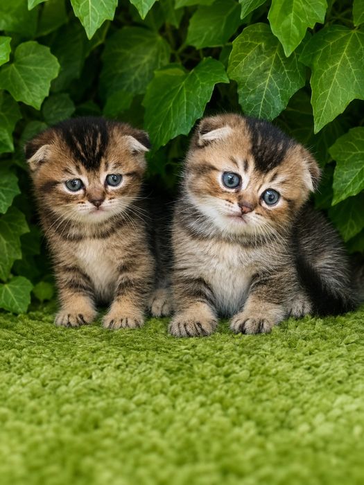 Шикарные котята  шиншилки