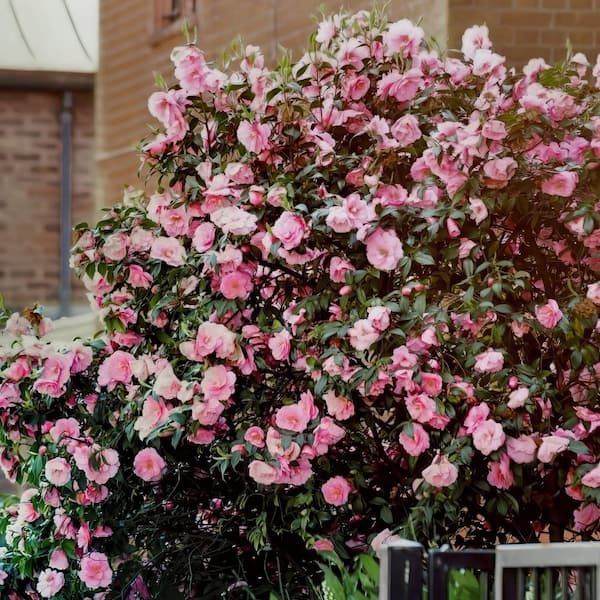 Camelia Japonica
