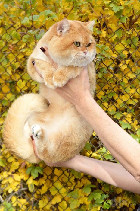 Кот на вязку, родословный британец.