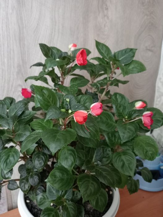 Продам бальзамин