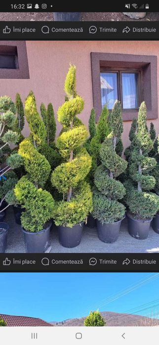 Vând magnolie, leylandi, spirală, pon pon, bonsai, măslin, gazon, tei