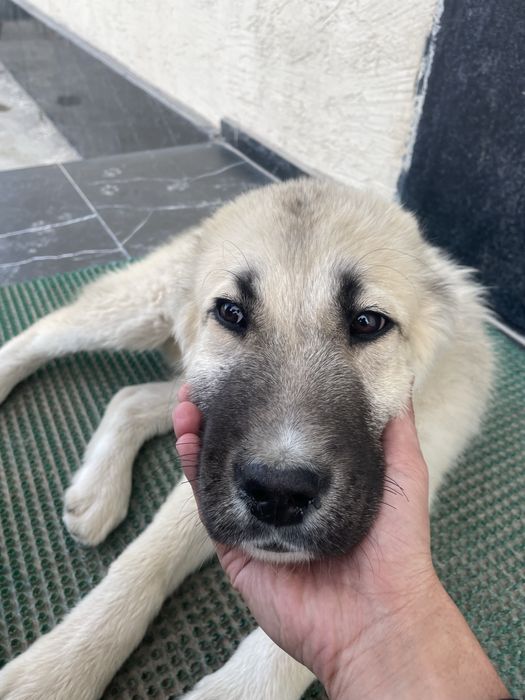 Қазақы Ит сатылады ( Аю )