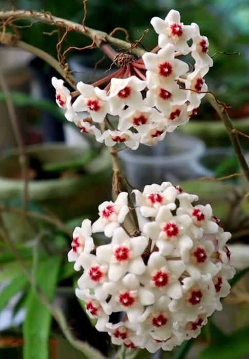 Hoya,  Lacrima Maicii Domnului