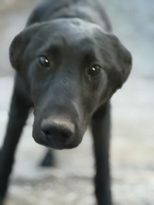 Отдам девочку в добрые руки