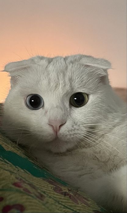 Котята, шотландская порода